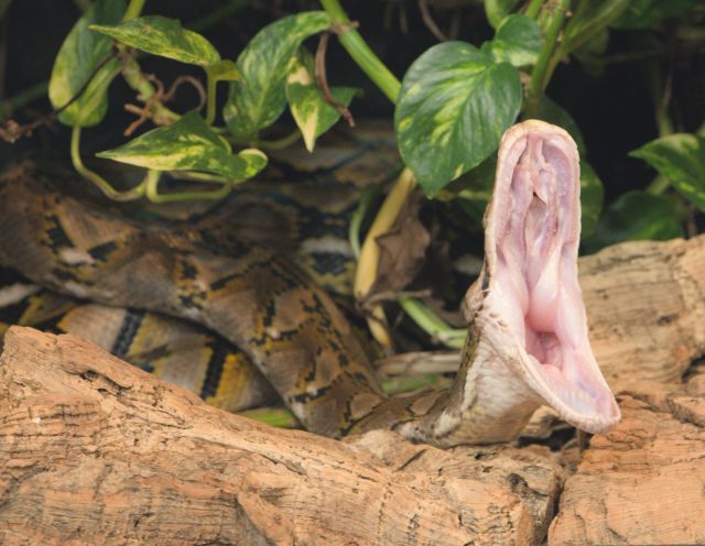 Reticulated Python Yawns are Interesting – Chris Lansdown